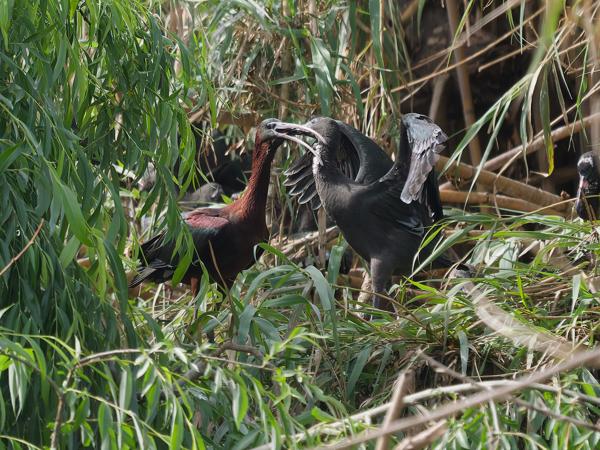 <h3><a href="/trips/extramadura/biota/animalia/chordata/aves/015 pelecaniformes/001 threskiornithidae/plegadis falcinellus/plegadis falcinellus-nl.html">Plegadis&nbsp;falcinellus</a> / Glossy&nbsp;ibis / Zwarte&nbsp;ibis</h3>OM-1 Mark II met OLYMPUS M.150-400mm F4.5, 1/2000 sec  bij F4.5, ISO 1600, afstand 56.4&nbsp;m